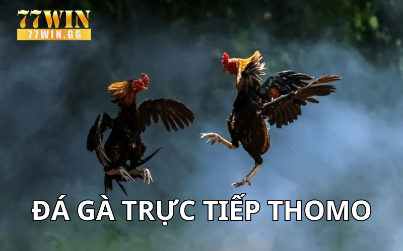 Đá gà trực tiếp Thomo